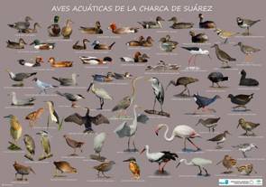 Aves Acuáticas. Rafael Mateos