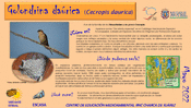 Golondrina daurica