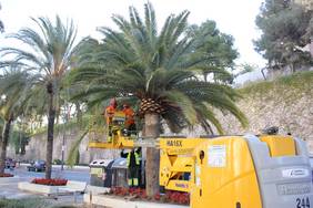Trabajadores del área de Parques y Jardines tratan las palmeras del paseo de Las Explanadas